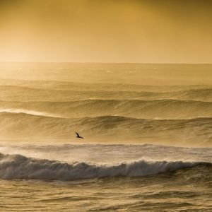 ocean-waves-sunset-seagull-300x300 ocean-waves-sunset-seagull