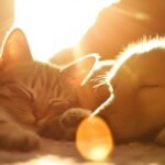 Cat and Dog in the Sun